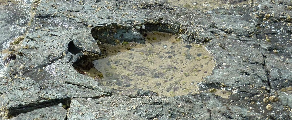 Sensationsfund: Riesige Dinosaurier-Fußabdrücke in Schottland entdeckt