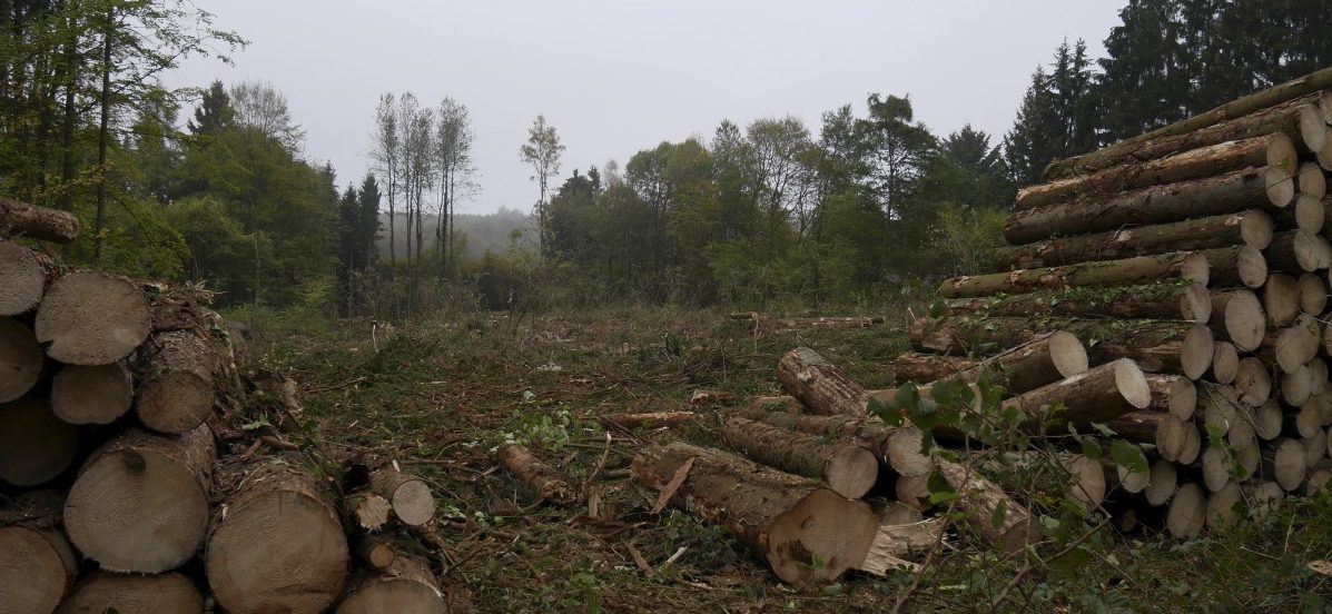 Waldstück in Esch/Alzette fällt dem Borkenkäfer zum Opfer