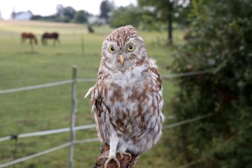 Editorial / Bevor der letzte Vogel verstummt