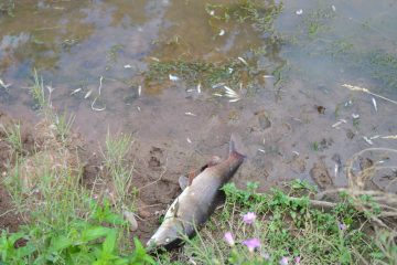 Bissen / Tote Fische in Attert-Seitenarm: Ursache noch unbekannt