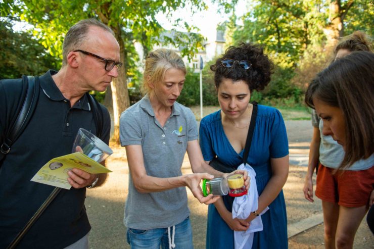 Umwelt / Ruhe bewahren: Organisation „natur&ëmwelt“ informiert über Umgang mit Wespen und Co.