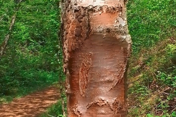 Düdelingen/Rümelingen / Erneuter Vandalismus am Minett-Trail – fast immer an der gleichen Stelle