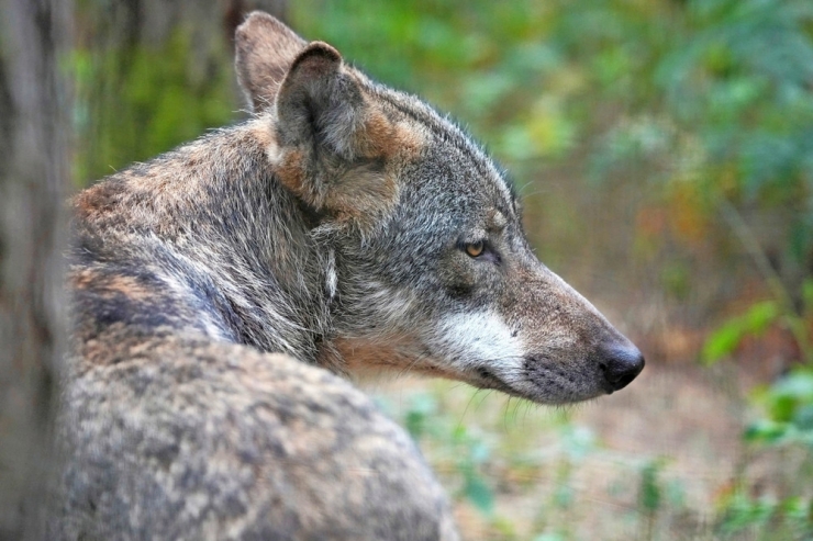 Echternach/Befort / Naturverwaltung bestätigt zwei Wolfssichtungen binnen zwei Wochen