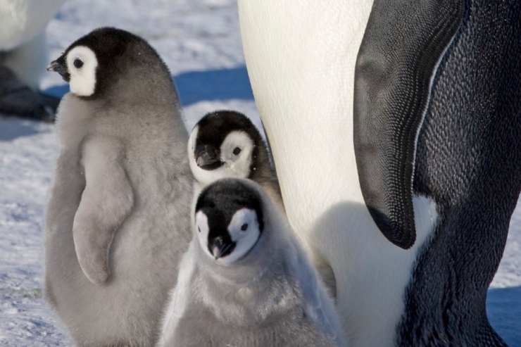 Klimawandel in der Antarktis / Tausende Kaiserpinguin-Küken gestorben