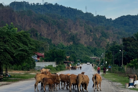 Auf den Straßen in Laos geht es mitunter eher gemächlich voran
