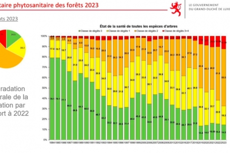 Der Prozentsatz der gesunden Bäume hat seit 1984 dramatisch abgenommen