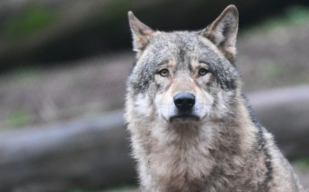 Biss- und Fraßspuren / Kalb bei Brachtenbach wurde laut Naturverwaltung von einem Wolf gerissen