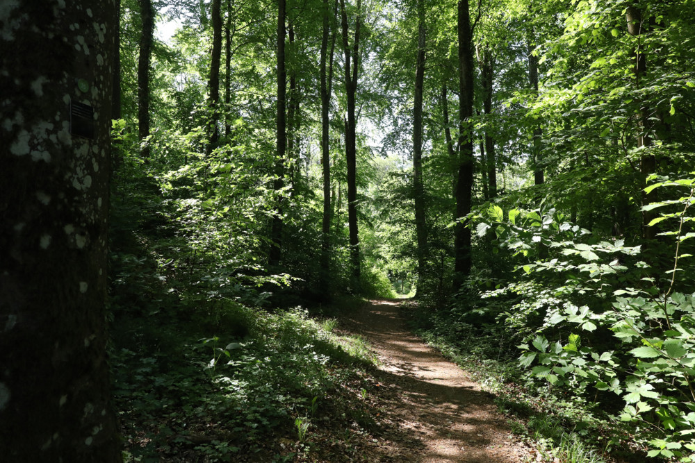 Klimawochen / Klimaopfer Baum: Wie es um den Escher Wald bestellt ist