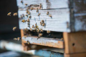 Walhausen / ALVA bestätigt Seuche bei Bienenvolk in Wahlhausen – Sperrzone ausgerichtet