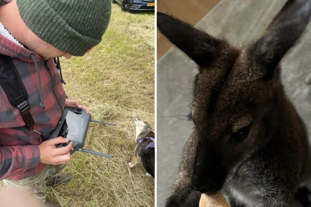 Consdorf  / Sammy ist noch immer verschollen – Helfer suchen mit Drohne nach Känguru