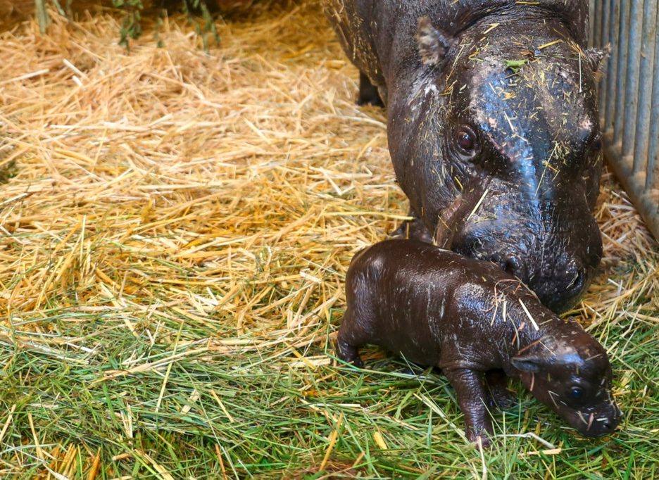 Berliner Zoo / Klein wie ein Mischbrot: Seltene Zwillingsgeburt bei den Zwergflusspferden 