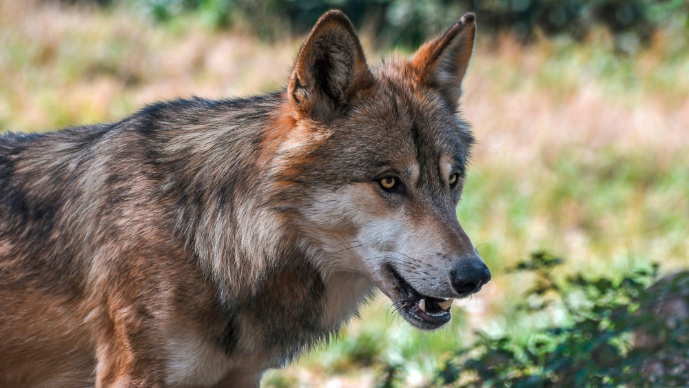 Frankreich / Safaripark bei Paris: Wölfe greifen Frau an, 37-Jährige in Lebensgefahr