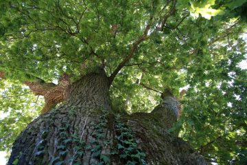 Nach Kritik des „Méco“ / Ministerium: Nicht weniger, sondern mehr „arbres remarquables“ sollen geschützt werden