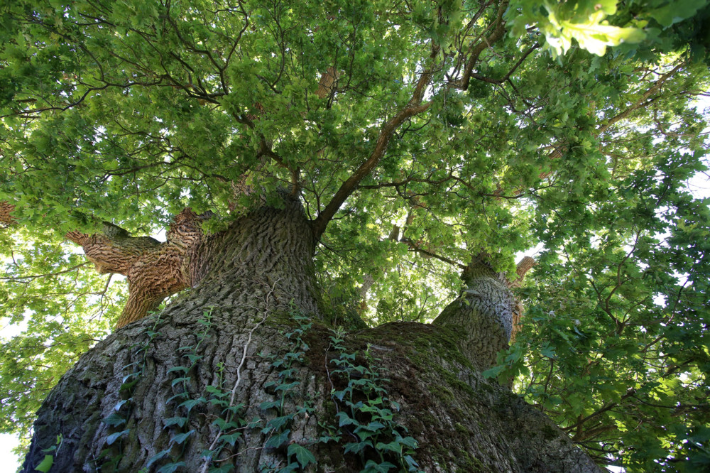 Nach Mouveco-Kritik / Ministerium: Nicht weniger, sondern mehr „arbres remarquables“ sollen geschützt werden