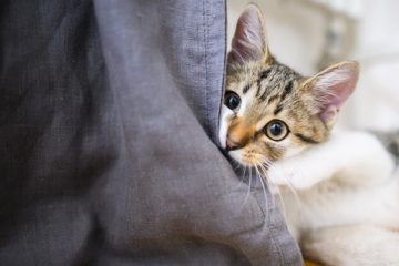 Tierfreunde / Urlaub für die Katz – oder nicht?