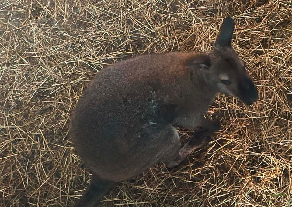 Medienbericht / Veterinärinspektion: Känguru Sammy ist tot