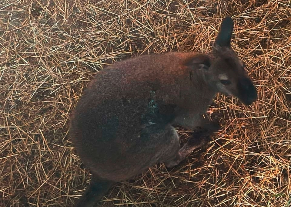 Veterinärinspektion / Todesursache bekannt: Woran Sammy und auch noch ein weiteres Känguru starben