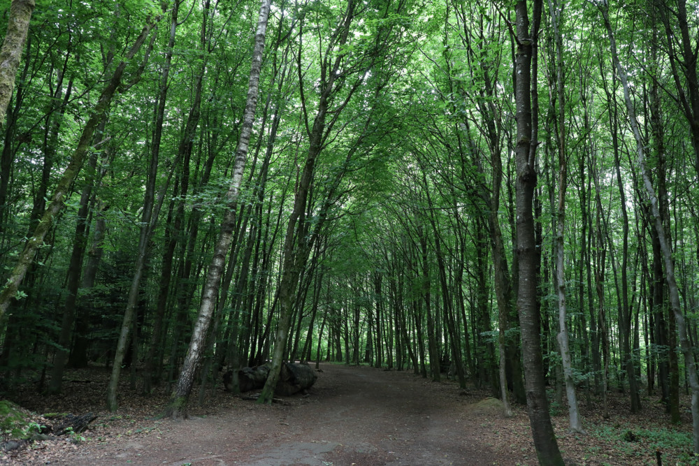 Luxemburg-Stadt / Gemeinde will 2.500 neue Bäume pflanzen – und ein Hektar Wald