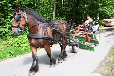 Nele und andere Pferde helfen seit 2017 bei der Arbeit in den Wäldern von Luxemburg-Stadt