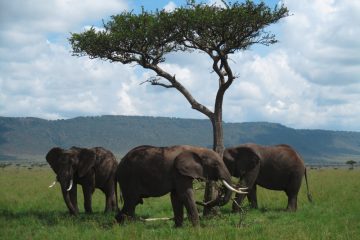 Wissenschaft / „Los geht's!“: Elefantenbullen rufen ihre Kumpel
