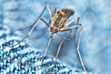 Die Invasion stoppen / Mit diesen (umweltschonenden) Tipps bleiben die Stechmücken fern