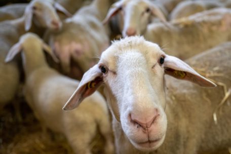 Rheinland-Pfalz / Für Menschen unbedenklich: Blauzungenkrankheit bei Schafen und Rind nachgewiesen