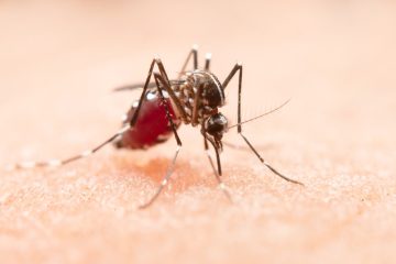 Medienbericht / Zum ersten Mal weltweit sind Menschen am Oropouche-Fieber gestorben