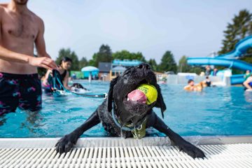 Tipps für den Sommer / Auch Haustieren macht Hitze zu schaffen – Was man tun kann