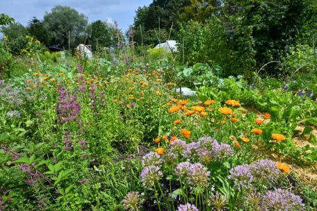 Der Sehnsuchtsort: Ein Stück Schrebergarten wollen viele