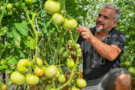 Lucilio „Loutsch“ Gonçalves (50) inmitten seiner legendären Tomaten: Er bewirtschaftet seit zwei Jahren seine eigene Parzelle und ist seit sieben Jahren Kleingärtner 