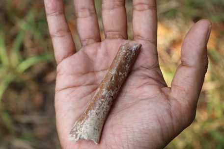 Der Oberarm-Knochen soll etwa 700.000 Jahre alt sein