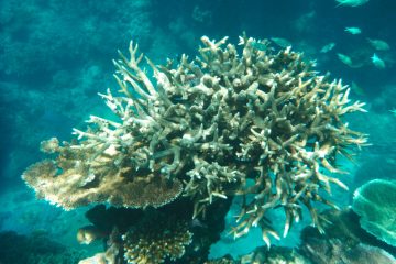 Australien / Great Barrier Reef: Höchste Wassertemperatur seit 400 Jahren