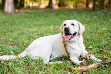 Rettungshundestaffel  / Labrador aus Luxemburg findet vermisste Frau im Allgäu