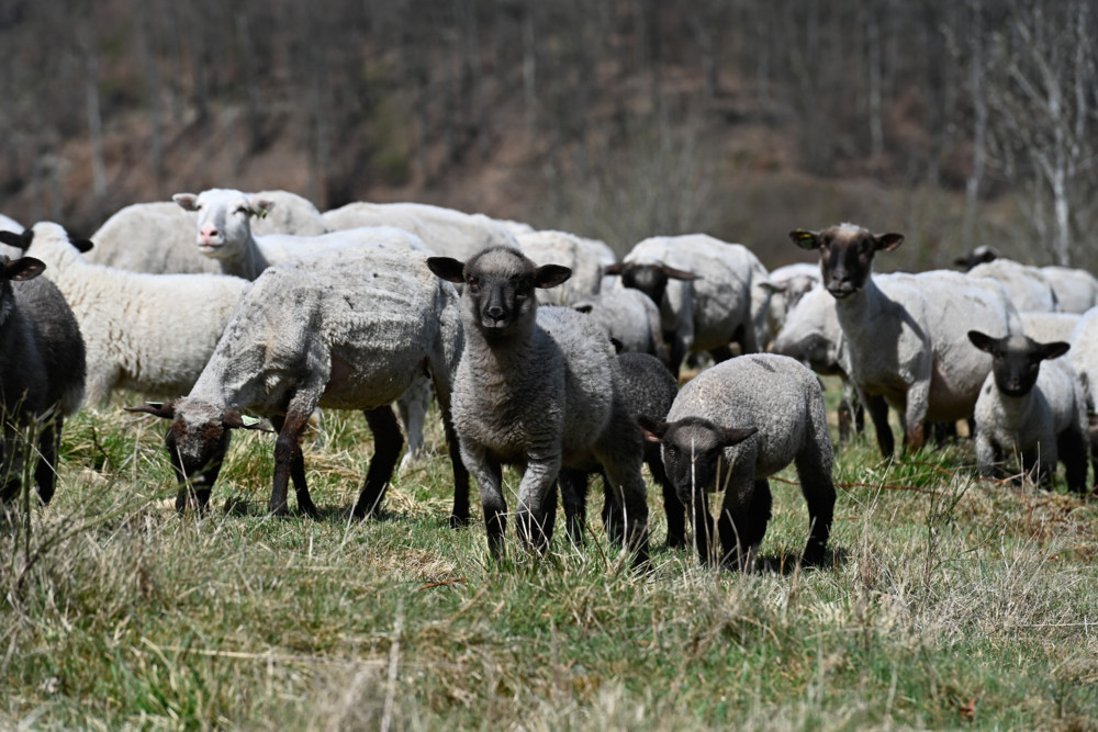 Update mit Karte / 176 Tiere positiv auf Blauzungenkrankheit getestet – 50.000 Impfdosen an Tierärzte verteilt