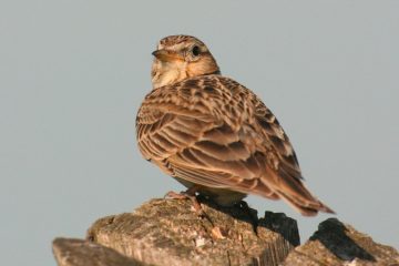 „Lëtzebuerger Wuertatlas“ / Regionale Unterschiede: Wie nennst du diesen Vogel?