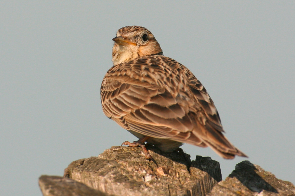 „Lëtzebuerger Wuertatlas“ / Regionale Unterschiede: Wie nennst du diesen Vogel?