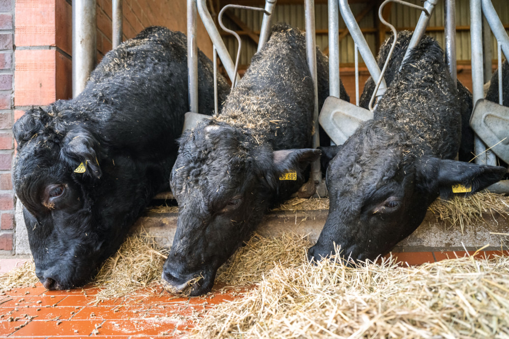 Luxemburg / 339 Tiere positiv auf die Blauzungenkrankheit getestet – 180 Betriebe betroffen