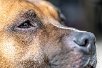 Nach toten Hunden / Ministerin: Mehr Transparenz in Sachen Tierpensionen schaffen