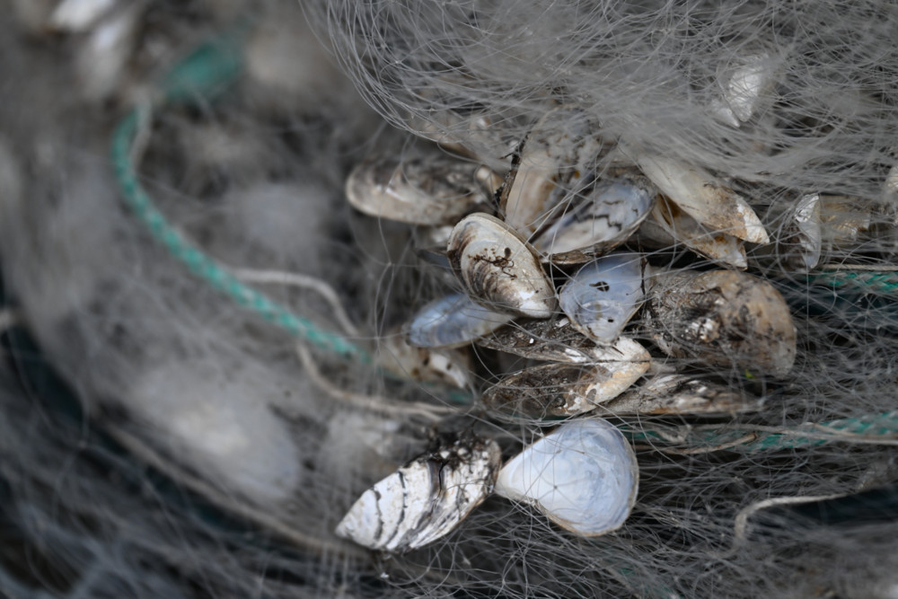 Invasive exotische Tierarten / Quagga-Muschel in Luxemburgs Gewässern entdeckt