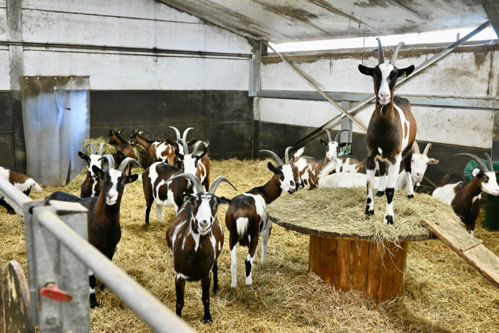 Luxemburg / Anzahl an Fällen weiterhin am Steigen: 492 Tiere und 246 Betriebe sind von der Blauzungenkrankheit betroffen