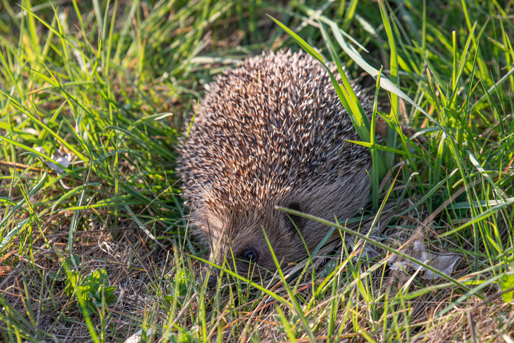 Tierwissen / Stacheliger Einzelgänger: Wie der Igel den Winter in Luxemburg überlebt 