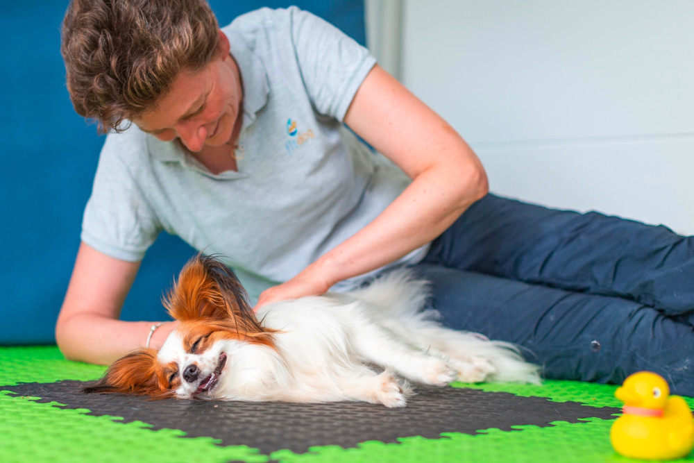 Tierwissen / Fitness für Vierbeiner: Nathalie Janssen gibt einen Einblick in Tierphysiotherapie 