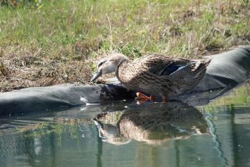 Bildergalerie / Tag der offenen Tür im Pflegezentrum für Wildtiere in Düdelingen