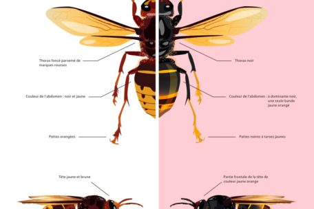 Die Unterschiede zwischen europäischen und asiatischen Hornissen