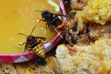 Asiatische Hornisse / Naturverwaltung: Nester melden – aber nicht selbst entfernen