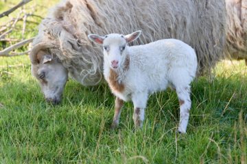 Luxemburg / Anzahl an Fällen weiterhin am Steigen: 785 Tiere und 360 Betriebe von Blauzungenkrankheit betroffen