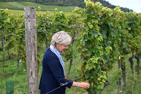 Riesling, Pinot Noir und Blanc, Chardonnay, Auxerrois, Gewürztraminer: Alle herkömmlichen luxemburgischen Weine produzieren die Gebrüder Mathieu und Nicolas Schmit in Ahn seit 2020 biologisch. Ministerin Martine Hansen probiert hier Bio-Riesling-Trauben