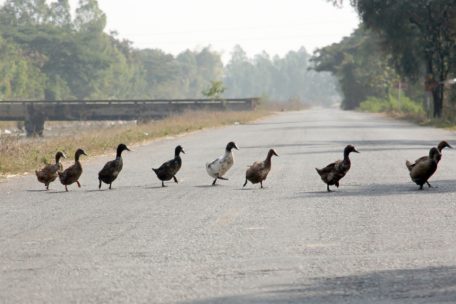 Entenausflug / Vier Enten legen Autobahn in Bayern kurzzeitig lahm