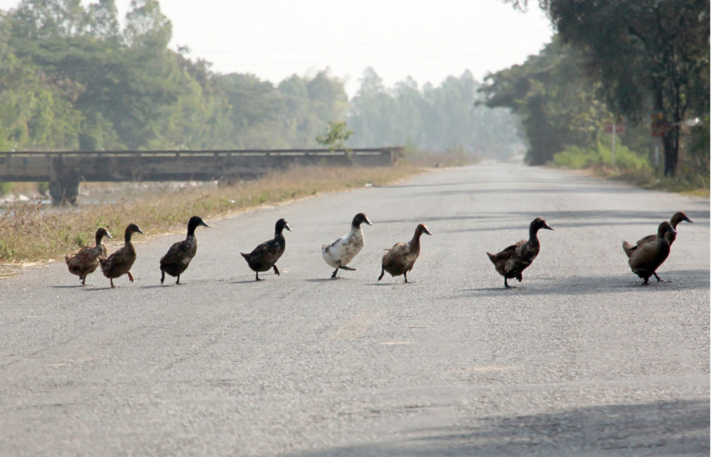 Entenausflug / Vier Enten legen Autobahn in Bayern kurzzeitig lahm