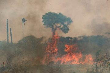 Brasilien / Fast 88.000 Feuer seit Jahresbeginn: Brände vernichten unberührten Regenwald